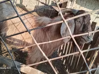 Cabra, Cabras — foto 2