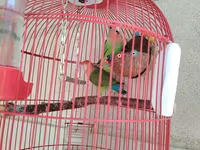 Məhsul: Qırmızı asma quş qəfəsi aksesuarlar, 1 cut popuqaylar lovebird — عکس 3