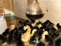 Chickens — zdjęcie 2