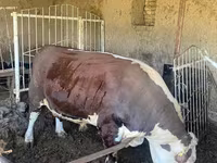 گاو نر, Simmental cattle — عکس 1