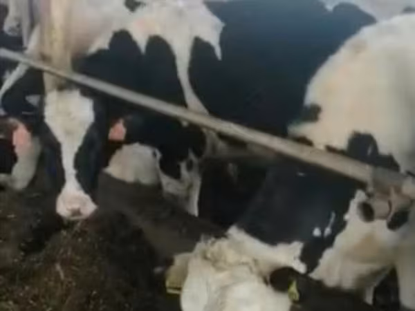 Holstein-Rasse