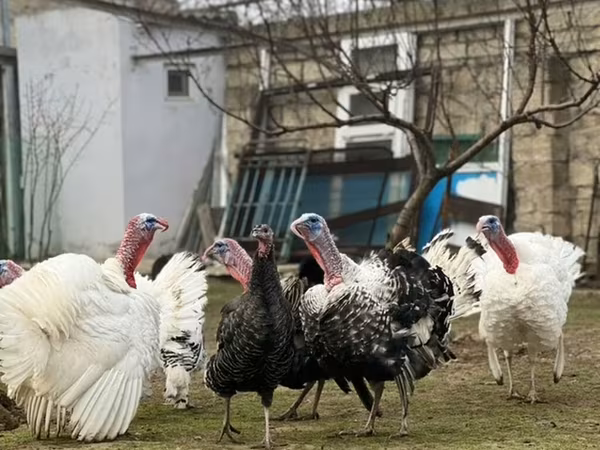 Širokoprsý bílý