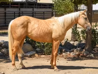 Kuda betina, Quarter Horse — foto 2