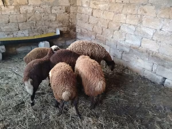 أغنام (دفعة، الجنس غير محدد), الأغنام