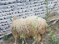 Bélier, Moutons — photo 7
