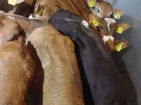 Stier, Russian Black pied cattle — foto 3