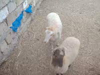 Owca, Owce — zdjęcie 3