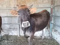 Lo’, Simmental cattle — sawirka 6