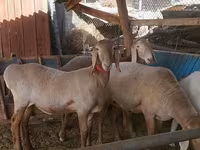 Får, Arashan sheep — foto 2