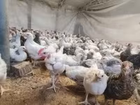 Chickens — ფოტო 6