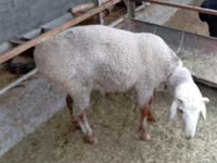 Berbec, Hissar sheep — foto 3