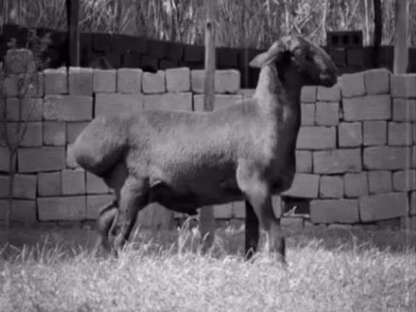 Beran, Arashan sheep