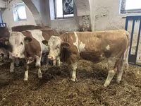 گاو نر, Simmental cattle — عکس 1