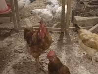 لوهمن براون — عکس 4