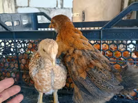 Chickens — 사진 1
