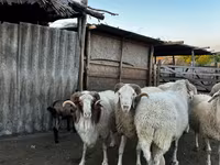 قوچ, گوسفند — عکس 2