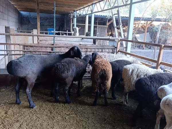 میش, Rhon sheep