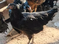 آسترالورپ — عکس 2