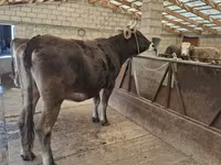 암소, Swiss cattle — 사진 3