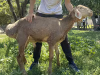 Vædder, Arashan sheep — foto 2