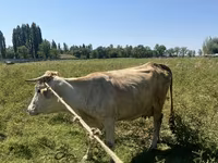 Kuh, Rinder — Foto 2