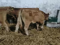 암소, Simmental cattle — 사진 2