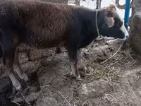 Byk, Bydło — zdjęcie 1