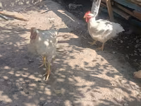 Chickens — foto 1