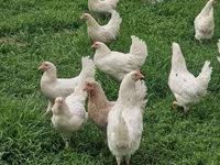 Chickens — تصویر 1
