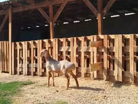 Vædder, Edilbay sheep — foto 1