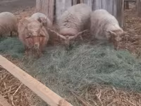 قوچ, Racka sheep — عکس 1