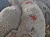 Ido, Sheep — sawirka 7