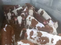 گاو نر, Simmental cattle — عکس 1