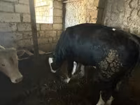 Stier, Roodgevlekte ras — foto 1