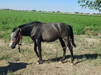 اسب نر, اسب — عکس 1