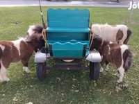 اسب نر, Shetland Pony — عکس 3