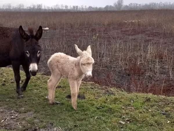 Horse (M), Horses — Hungary