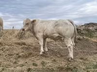 Bulle, Charolais cattle — Foto 3