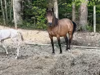 Kobyła, Black Sea breed — zdjęcie 4