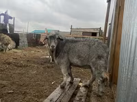 بکرا, Alpine goat — تصویر 1