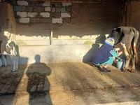 Lembu betina, Latvian Blue cattle — foto 3