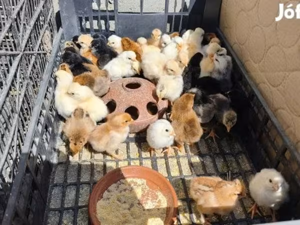 Chickens