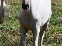 பெண் குதிரை, Quarter Horse — புகைப்படம் 2