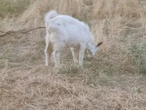 Коза, Saanen goat
