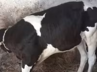Lembu jantan, Holstein breed — foto 1