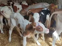 Skot (série, pohlaví neuvedeno), Simmental cattle — foto 2