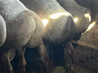 Beran, Arashan sheep — foto 3