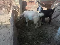 بز ماده, Alpine goat — عکس 2