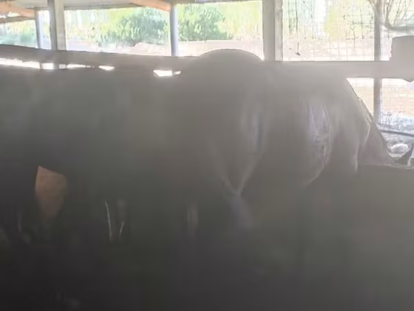 Klisna, Kazakh horse