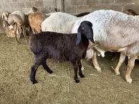 Beran, Arashan sheep — foto 1